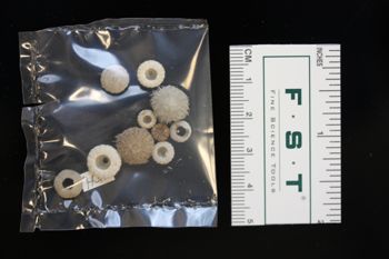 Media type: image;   Invertebrate Zoology ECH-1404 Description: Preserved specimen.;